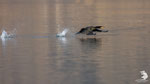Cormorano (Phalacrocorax carbo)