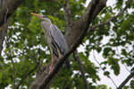 Airone cenerino (Ardea cinerea)