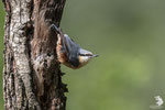 Picchio muratore (Sitta europaea)