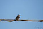 Rondine (Hirundo rustica)....