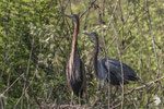 Airone rosso (Ardea purpurea)