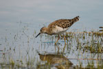 Combattente (Philomachus pugnax)