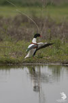 Volpoca (Tadorna tadorna)