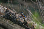 Martin Pescatore (Alcedo atthis)