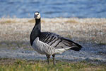 Oca facciabianca (Branta leucopsis) - Lago di Como