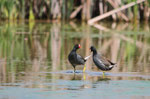 Gallinella (Gallinula chloropus) due esemplari maschi si affrontano