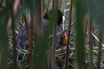 Folaga (Fulica atra)