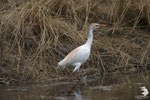Airone guardabuoi (Bubulcus ibis)