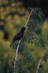 Merlo (Turdus merula) maschio
