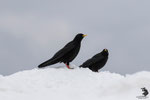 Gracchio alpino (Pyrrhocorax graculus)