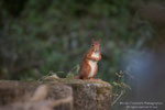Scoiattolo Rosso (Sciurus vulgaris)