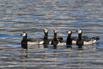 Oca facciabianca (Branta leucopsis) - Lago di Como