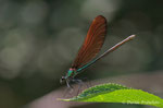 Damigella (Calopteryx splendens) femmina