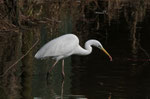 Airone bianco maggiore (Ardea alba)