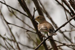 Balia nera femmina (Ficedula hypoleuca) 2014