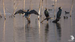 Cormorano (Phalacrocorax carbo)