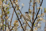 Capinera (Sylvia atricapilla) - maschio