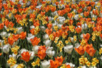 Tulipani e Narcisi