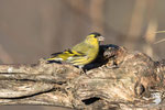 Lucherino (Carduelis Spinus) - maschio
