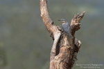 Picchio muratore (Sitta europaea)