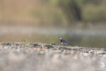Ballerina bianca (Motacilla alba)