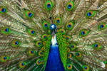 Pavone blu noto anche come pavone indiano (Pavo cristatus)