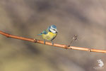 Cinciarella (Cyanistes caeruleus)