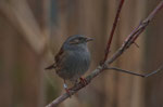 Passera scopaiola (Prunella modularis)