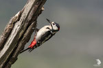 Picchio rosso maggiore (Dendrocopos major)