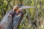 Airone rosso (Ardea purpurea)
