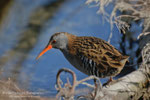Porciglione eurasiatico (Rallus aquaticus)
