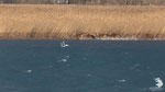 Biancaneve - femmina albina di cervo