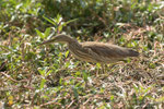 Tarabusino (Ixobrychus minutus)