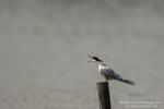 Sterna comune (Sterna hirund)