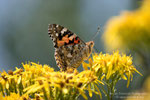 Vanessa del cardo (Vanessa cardui)