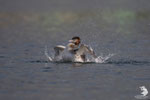 Svasso maggiore (podiceps cristatus)