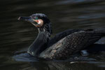 Cormorano inizio della livrea Nuziale
