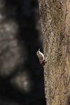 Rampichino alpestre (Certhia familiaris)