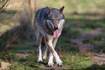 Naturwildpark Granat - Wolf