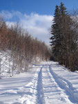 ... erreichten wir nach den ersten Metern auf dem Wandersteig die Forststraße.