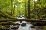 Gertelbachschlucht im Frühherbst