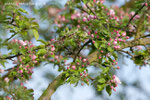 Farbenfrohe Apfelblüten