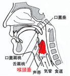 喉頭蓋の位置