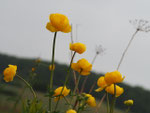 Trollblume, Foto: Sophie Wiggenhauser