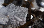 Blattkristall