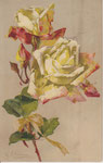 GOM 1939 2 roses jaunes, 1 bouton jaune, 1 vert, liées avec ruban en raphia