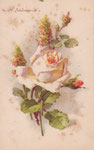 Jounok 175 1 rose blanche-abricot, 3 boutons, 2 pieds d'alouettes