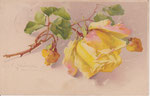 M&B 1475 1 rose jaune-rose, 2 boutons jaune-orange, couchés