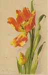 M&B 1444 1 tulipe orange-jaune, 1 bouton jaune-orange