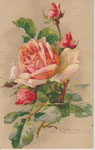 GOM sans numéro - Studien-Serie. 1 rose rose, 3 gros boutons